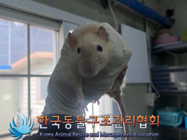 한국동물구조관리협회_411311202400828